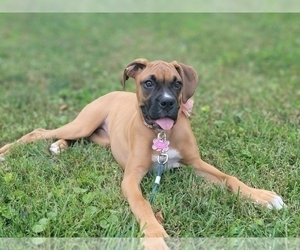 Boxer Puppy for sale in WAYNESBORO, PA, USA