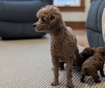 Small Photo #62 Poodle (Miniature) Puppy For Sale in GOSHEN, IN, USA