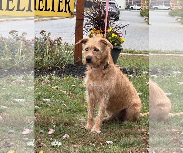 Medium Photo #2 Mutt Puppy For Sale in Bridgewater, NJ, USA