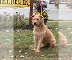 Small #1 Mutt