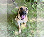 Small #4 Black Mouth Cur-Pug Mix