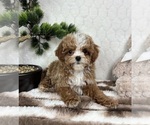 Small #4 Cavapoo (Miniature)