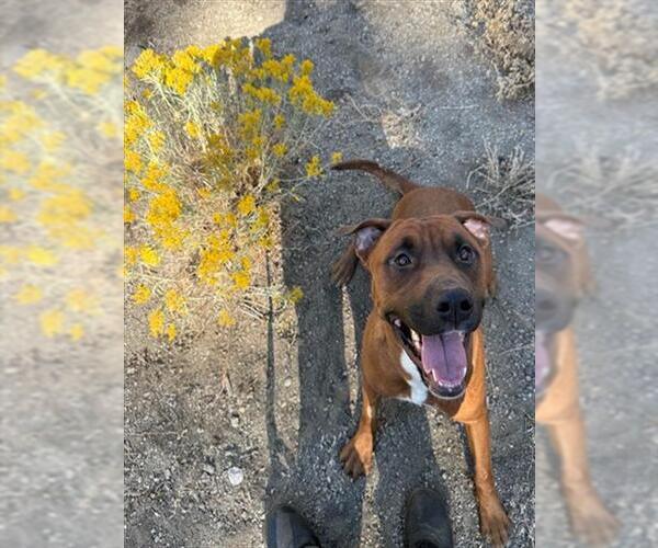 Medium Photo #1 Rottweiler-American Pit Bull Terrier Puppy For Sale in South Lake Tahoe, CA, USA