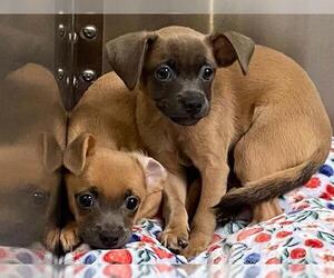 Chihuahua-Unknown Mix Dogs for adoption in Orange, CA, USA