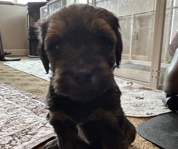 Medium Photo #28 Bernedoodle (Miniature) Puppy For Sale in HENDERSON, CO, USA