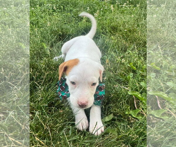 Medium Photo #35 Bullboxer Pit Puppy For Sale in Germantown, OH, USA