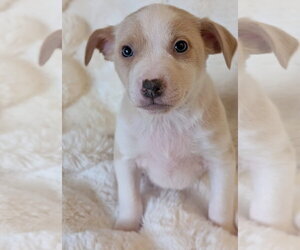 Keelan - Male Mutt Dog for Adoption - Photo #8