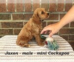 Small #1 Cockapoo