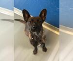A256418 - Female Mutt Dog for Adoption - Small photo