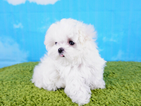 Medium Photo #3 Maltese Puppy For Sale in LA MIRADA, CA, USA