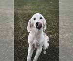 Small Photo #40 English Cream Golden Retriever Puppy For Sale in ORLANDO, FL, USA