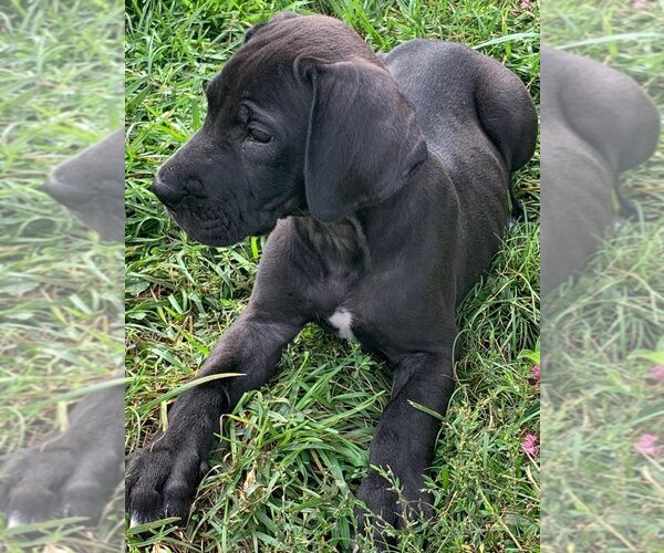 Medium Photo #1 Great Dane Puppy For Sale in KERSHAW, SC, USA