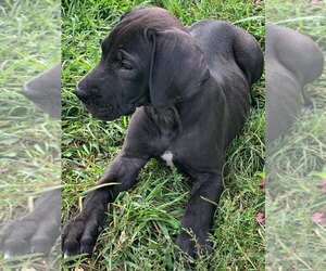 Great Dane Puppy for sale in KERSHAW, SC, USA