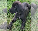 Small Photo #1 Great Dane Puppy For Sale in KERSHAW, SC, USA
