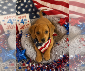 Dachshund Puppy for sale in SAN DIEGO, CA, USA