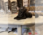 Small #3 French Bulldog