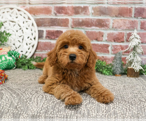 Goldendoodle Puppy for sale in SYRACUSE, IN, USA