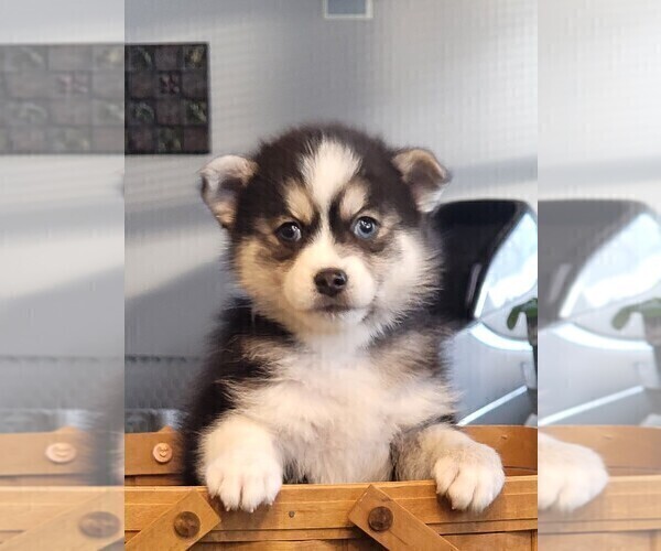 Medium Photo #5 Pomsky Puppy For Sale in DELAWARE, OH, USA