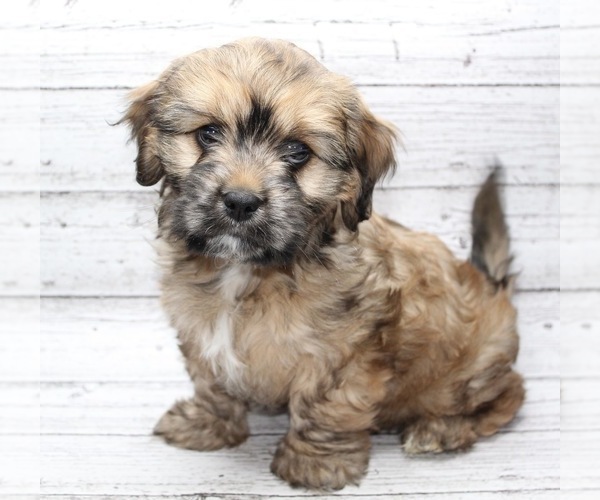 Medium Photo #1 Cavaton Puppy For Sale in ZEELAND, MI, USA