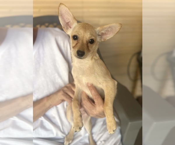 Medium Photo #2 Chi-Poo (Miniature) Puppy For Sale in Phoenix, AZ, USA