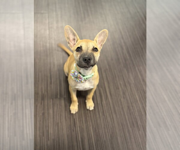 Medium Photo #2 German Shepherd Dog-Unknown Mix Puppy For Sale in Phoenix, AZ, USA