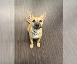 Boba - Male German Shepherd Dog-Unknown Mix Dog for Adoption - Photo #2