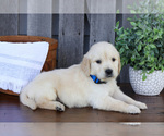 Small #2 English Cream Golden Retriever