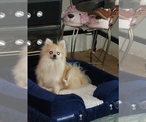 Mother of the Pomeranian puppies born on 11/13/2021