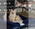 Small Photo #1 Pomeranian Puppy For Sale in AMHERST, WI, USA