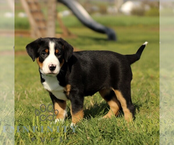 Medium Photo #3 Greater Swiss Mountain Dog Puppy For Sale in RONKS, PA, USA