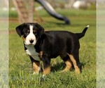 Small #2 Greater Swiss Mountain Dog