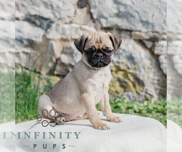 Medium Photo #2 Pug Puppy For Sale in CHAMBERSBURG, PA, USA