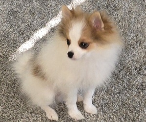 Medium Pomeranian