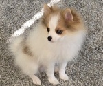 Puppy Tevi Pomeranian