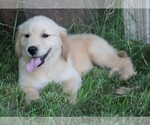 Small Photo #3 Golden Retriever Puppy For Sale in JONES, MI, USA