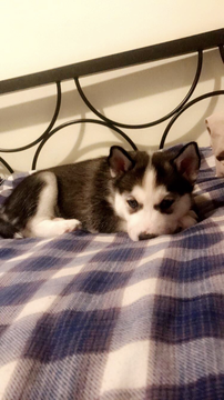 Medium Photo #5 Siberian Husky Puppy For Sale in CLEVELAND, OH, USA