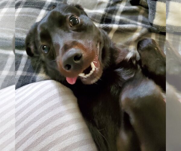 Medium Photo #3 Labrador Retriever-Unknown Mix Puppy For Sale in New Castle, DE, USA
