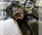 Small Photo #3 Labrador Retriever-Unknown Mix Puppy For Sale in New Castle, DE, USA