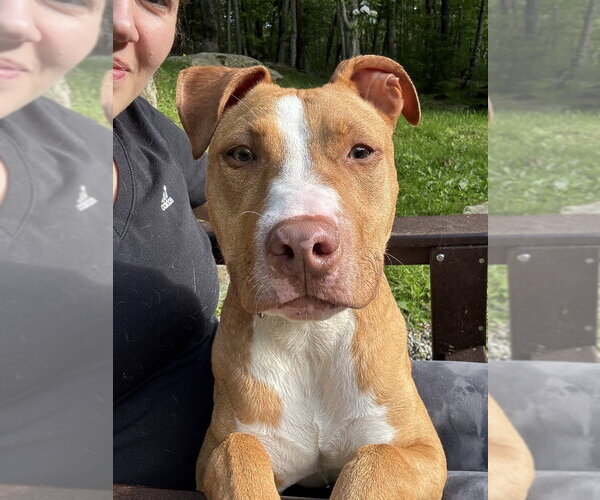 Medium Photo #1 American Pit Bull Terrier-American Staffordshire Terrier Mix Puppy For Sale in Brewster, NY, USA