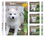 Small Photo #18 American Eskimo Dog-Pomsky Mix Puppy For Sale in NILES, OH, USA