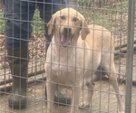 Small Photo #1 Labrador Retriever Puppy For Sale in POLKTON, NC, USA