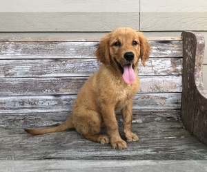Golden Retriever Puppy for Sale in FRANKLIN, Tennessee USA