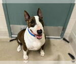 Small Bull Terrier