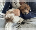 Small #6 Poochon