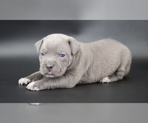 American Bully Puppy for sale in CHAMPAIGN, IL, USA