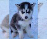 Small Photo #2 Siberian Husky Puppy For Sale in LOUISVILLE, KY, USA