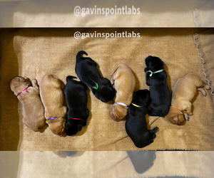 Labrador Retriever Puppy for Sale in BLUFF DALE, Texas USA