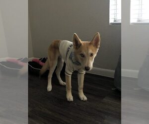 Saarloos Wolfdog-Siberian Husky Mix Puppy for sale in SAN ANTONIO, TX, USA