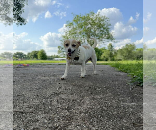 Medium Photo #2 Rat Terrier Puppy For Sale in Oakhurst, NJ, USA