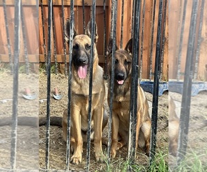 Father of the Belgian Malinois puppies born on 12/16/2023